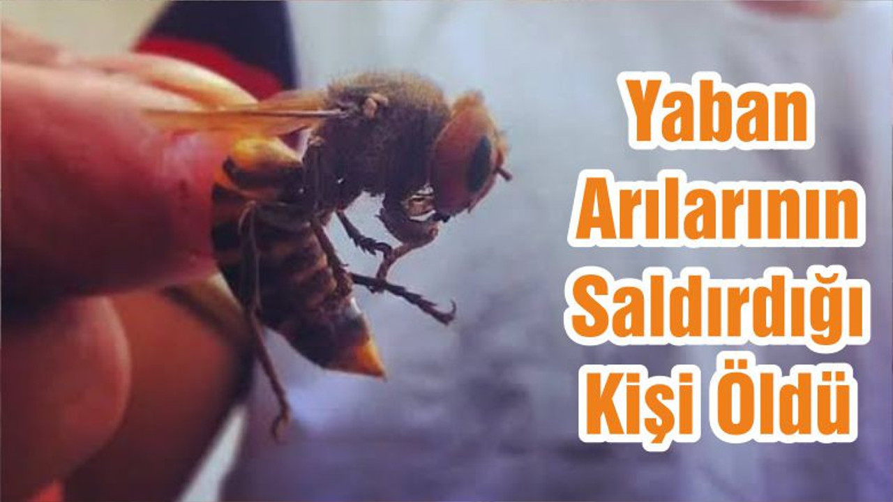 Yaban Arılarının Saldırdığı Kişi Öldü