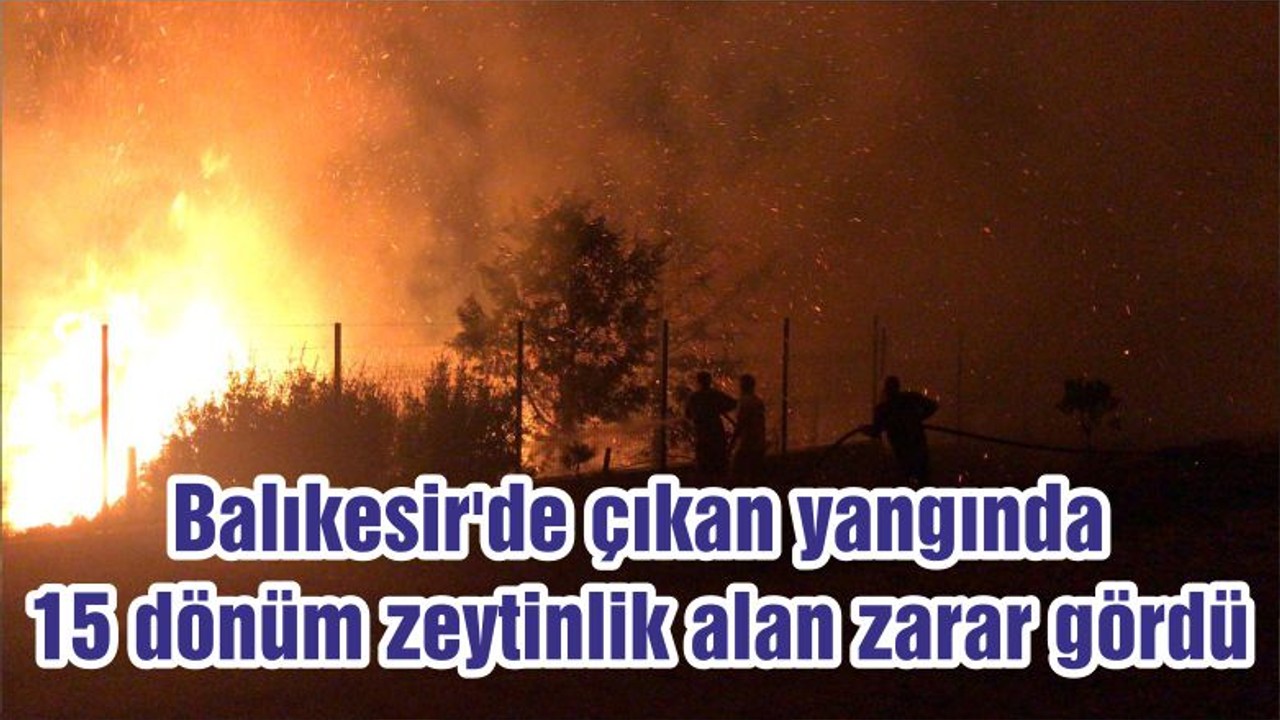 Balıkesir'de çıkan yangında 15 dönüm zeytinlik alan zarar gördü