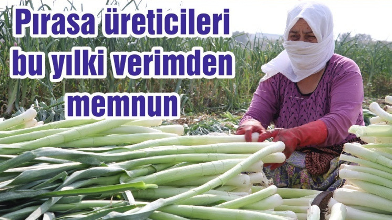 Pırasa üreticileri bu yılki verimden memnun