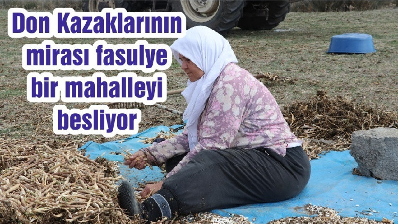Don Kazaklarının mirası fasulye bir mahalleyi besliyor