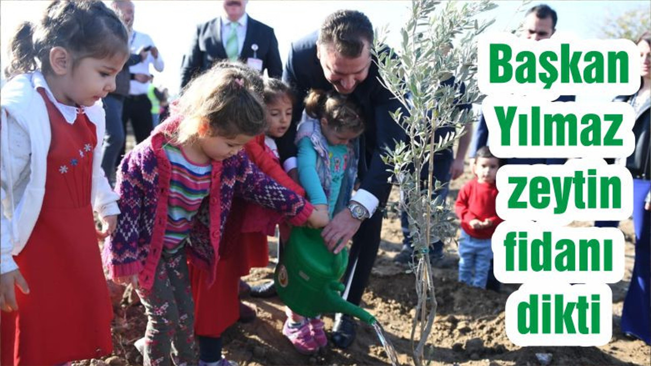 Başkan Yılmaz zeytin fidanı dikti