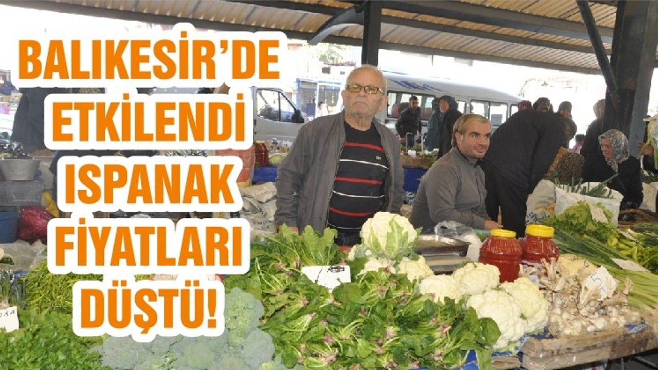 BALIKESİR’DE ETKİLENDİ ISPANAK FİYATLARI DÜŞTÜ!