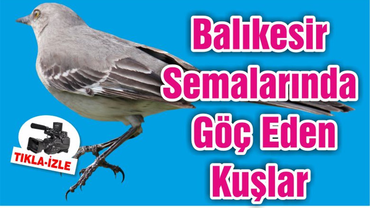 Balıkesir Semalarında Göç Eden Kuşlar