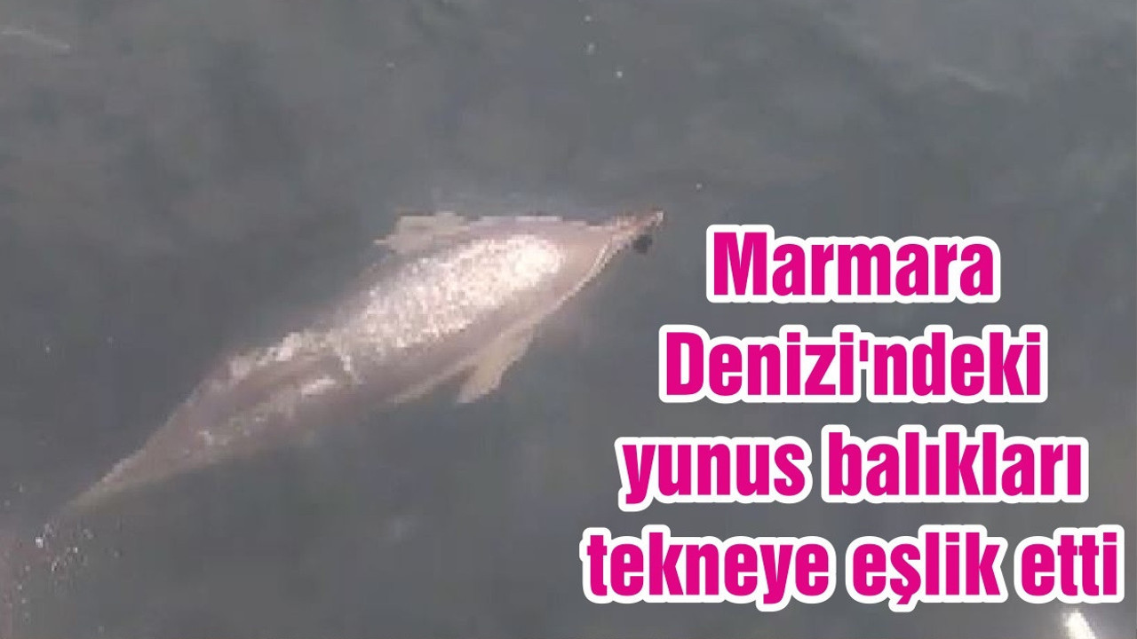 Marmara Denizi'ndeki yunus balıkları tekneye eşlik etti