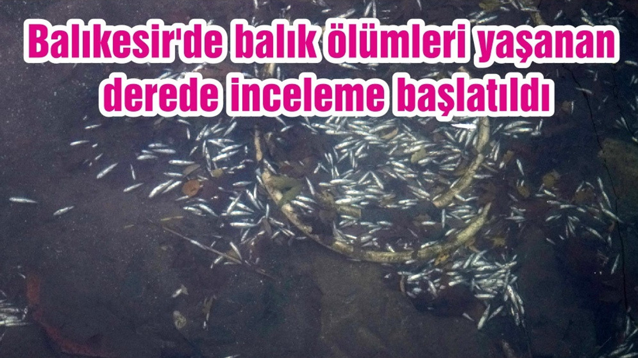 Balıkesir'de balık ölümleri yaşanan derede inceleme başlatıldı