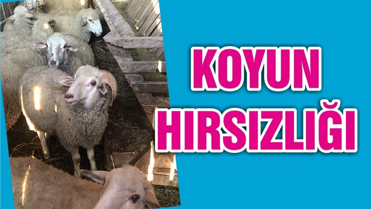 KOYUN HIRSIZLIĞI