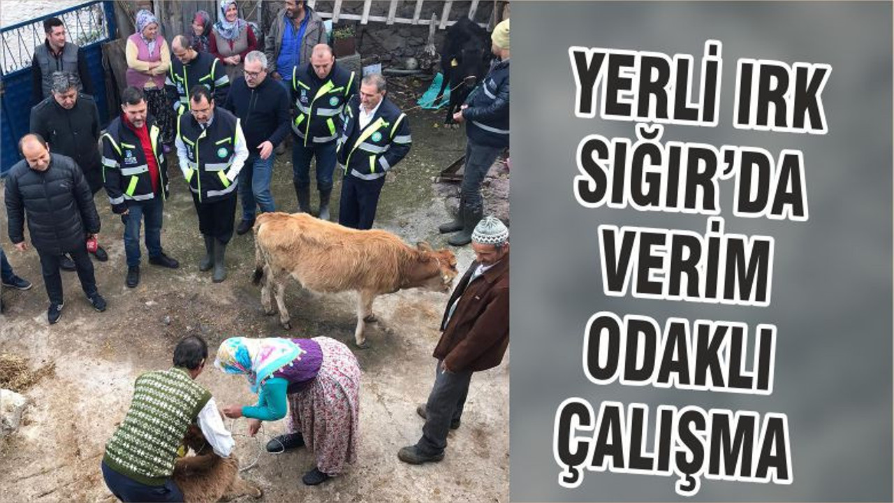 YERLİ IRK SIĞIR’DA VERİM ODAKLI ÇALIŞMA