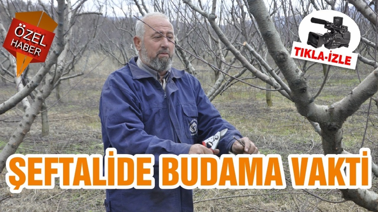 ŞEFTALİDE BUDAMA VAKTİ