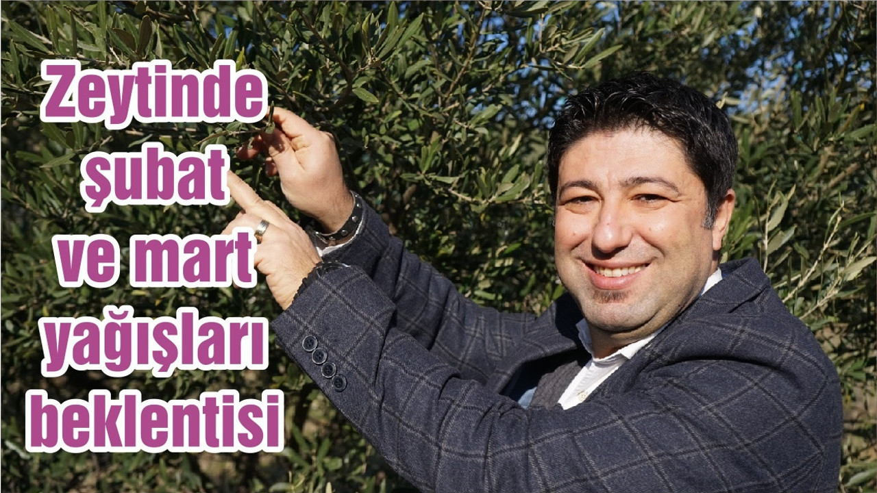 Zeytinde şubat ve mart yağışları beklentisi