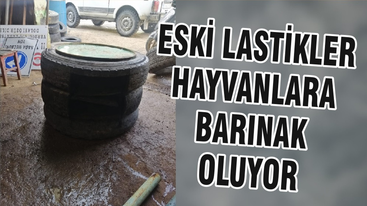 ESKİ LASTİKLER HAYVANLARA BARINAK OLUYOR