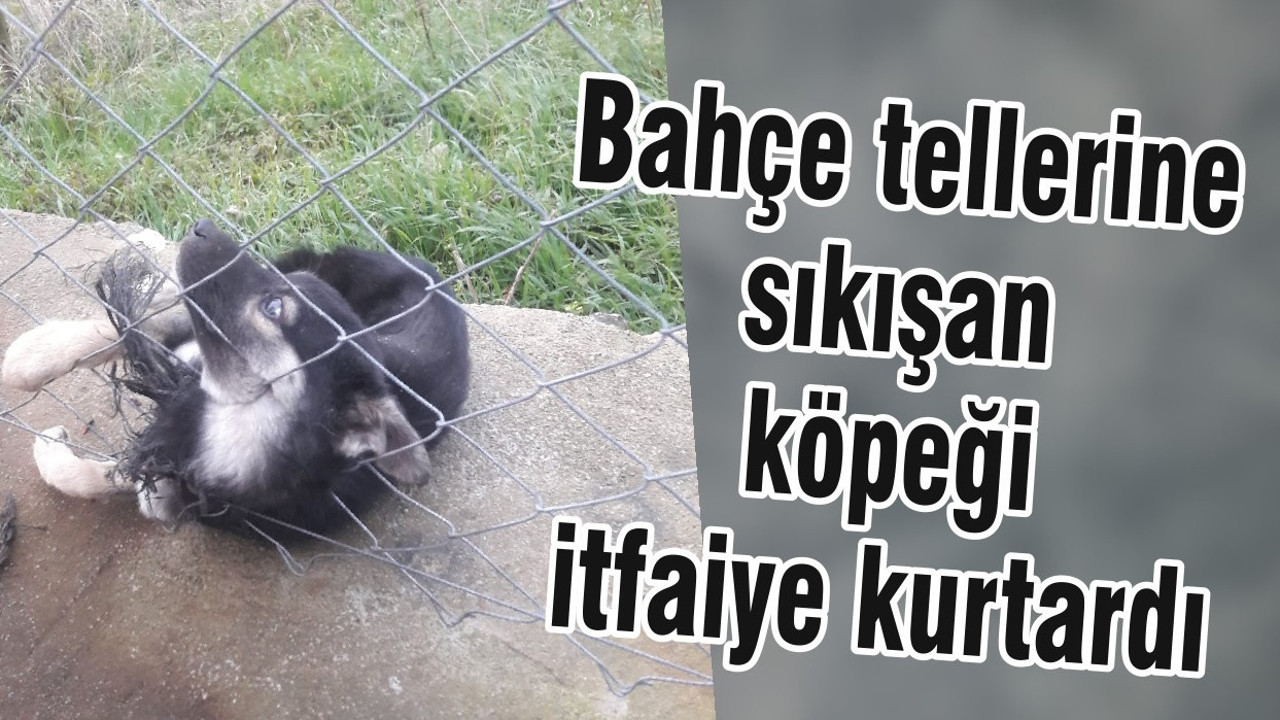 Bahçe tellerine sıkışan köpeği itfaiye kurtardı