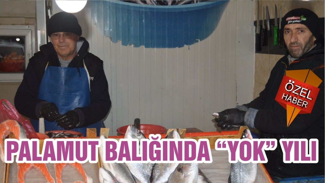 PALAMUT BALIĞINDA “YOK”YILI