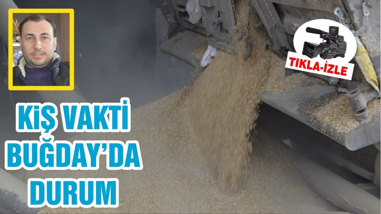 KIŞ VAKTİ BUĞDAY’DA DURUM