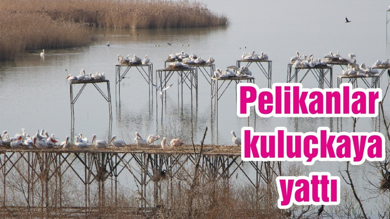 Pelikanlar kuluçkaya yattı