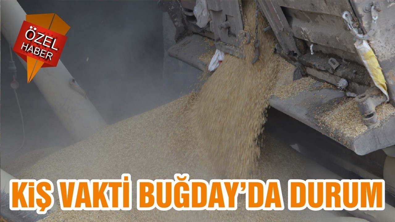 KIŞ VAKTİ BUĞDAY’DA DURUM