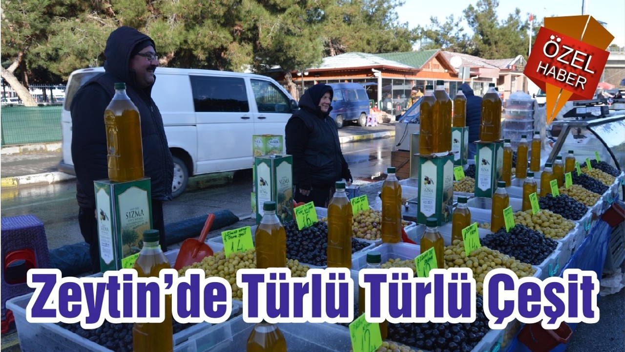 Zeytin’de Türlü Türlü Çeşit