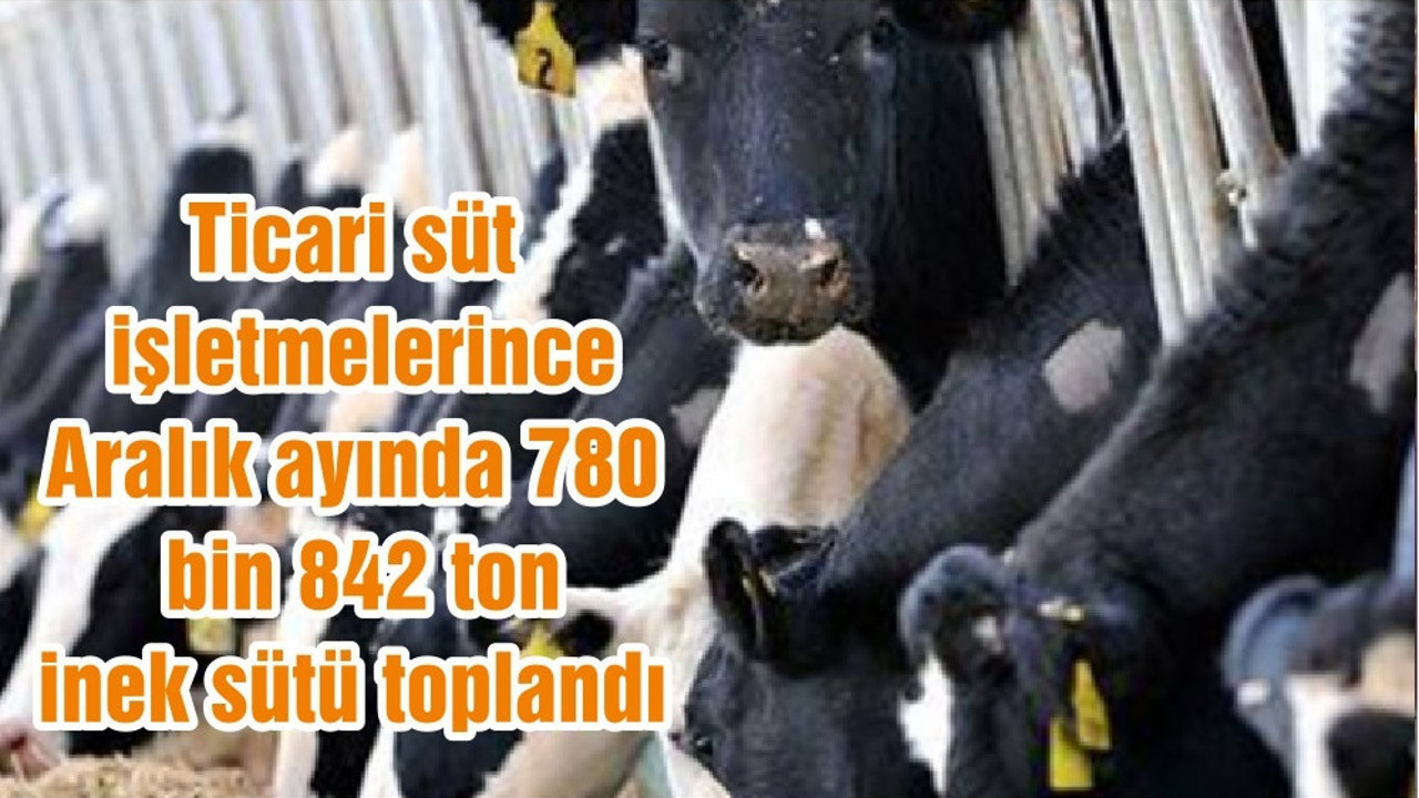 Ticari süt işletmelerince Aralık ayında 780 bin 842 ton inek sütü toplandı