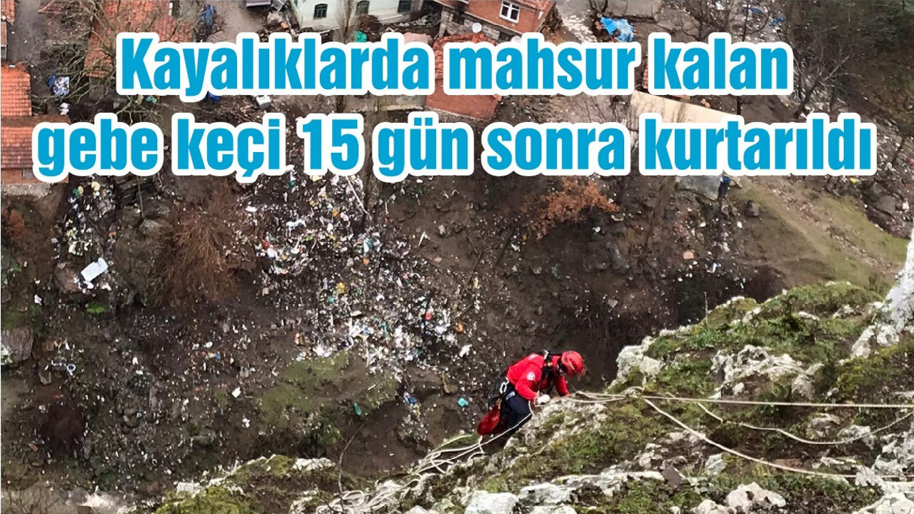 Kayalıklarda mahsur kalan gebe keçi 15 gün sonra kurtarıldı