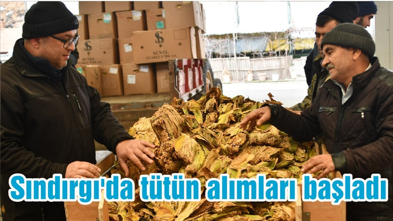 Sındırgı'da tütün alımları başladı