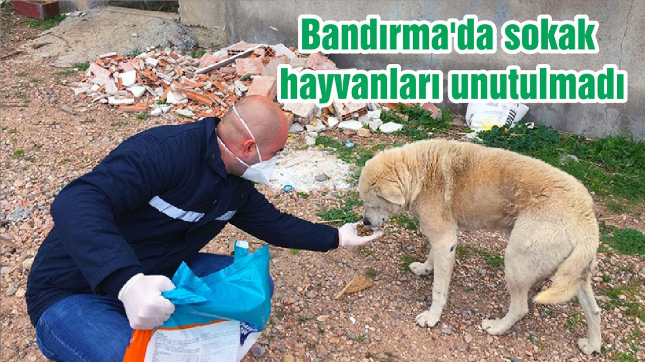 Bandırma'da sokak hayvanları unutulmadı