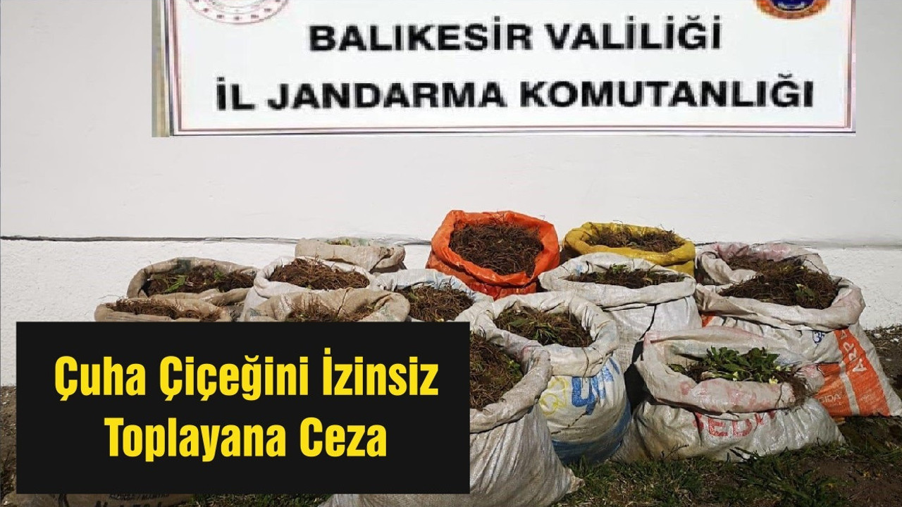 Çuha Çiçeğini İzinsiz Toplayana Ceza