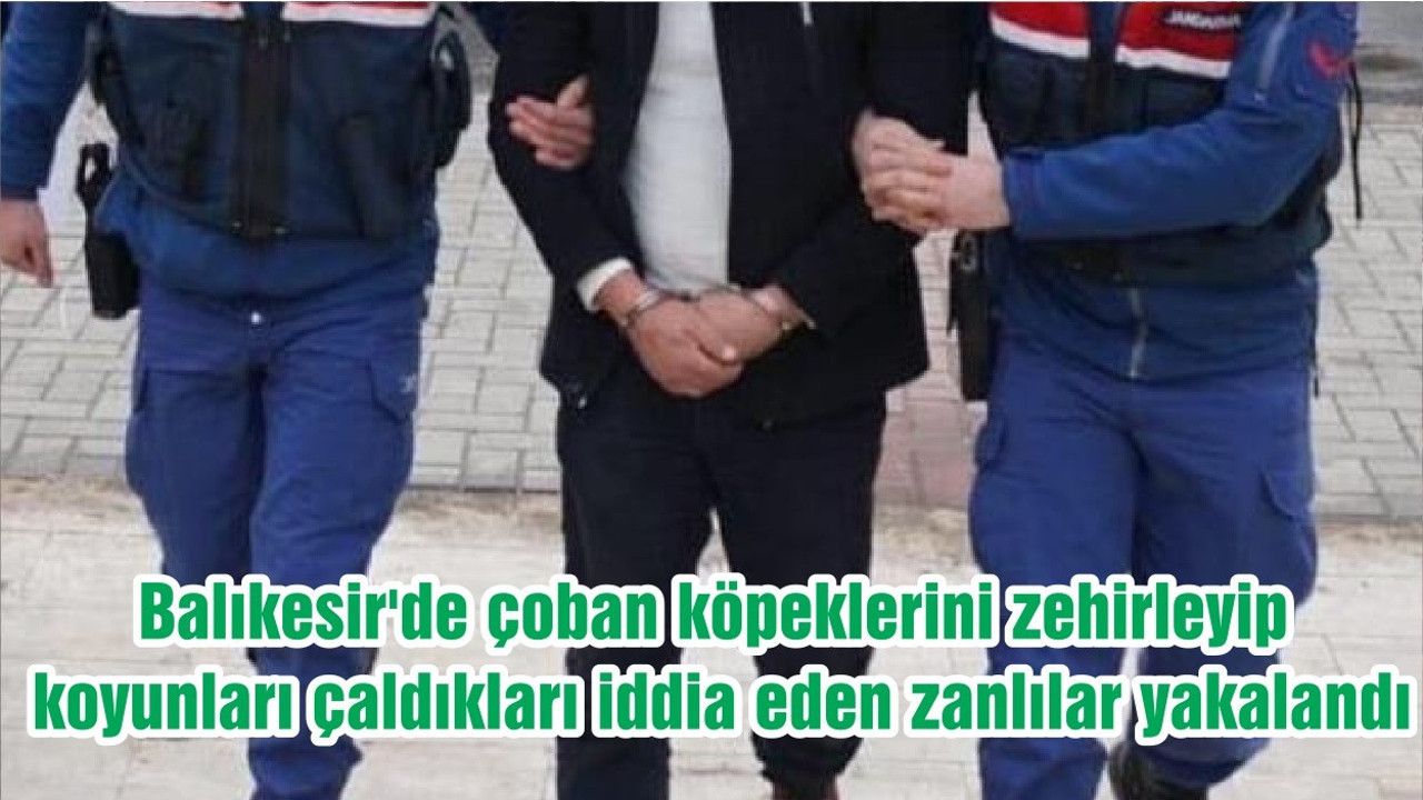 Balıkesir'de çoban köpeklerini zehirleyip koyunları çaldıkları iddia eden zanlılar yakalandı