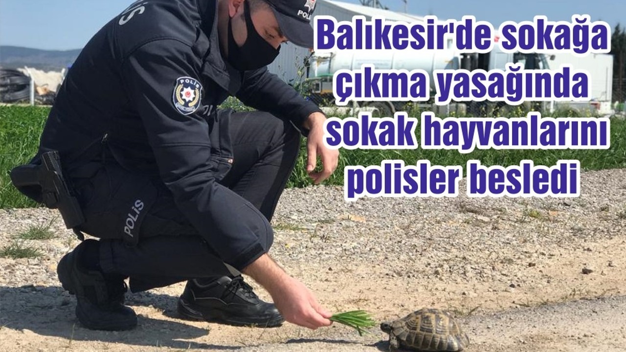 Balıkesir'de sokağa çıkma yasağında sokak hayvanlarını polisler besledi