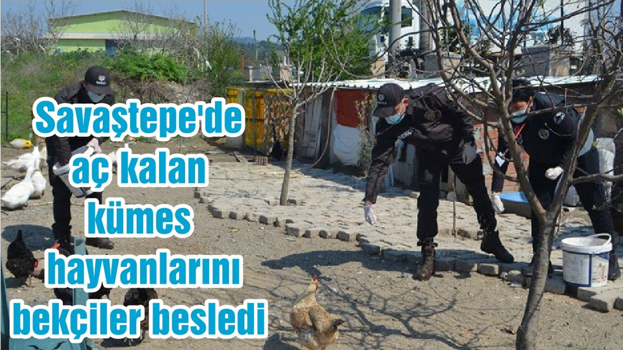 Savaştepe'de aç kalan kümes hayvanlarını bekçiler besledi