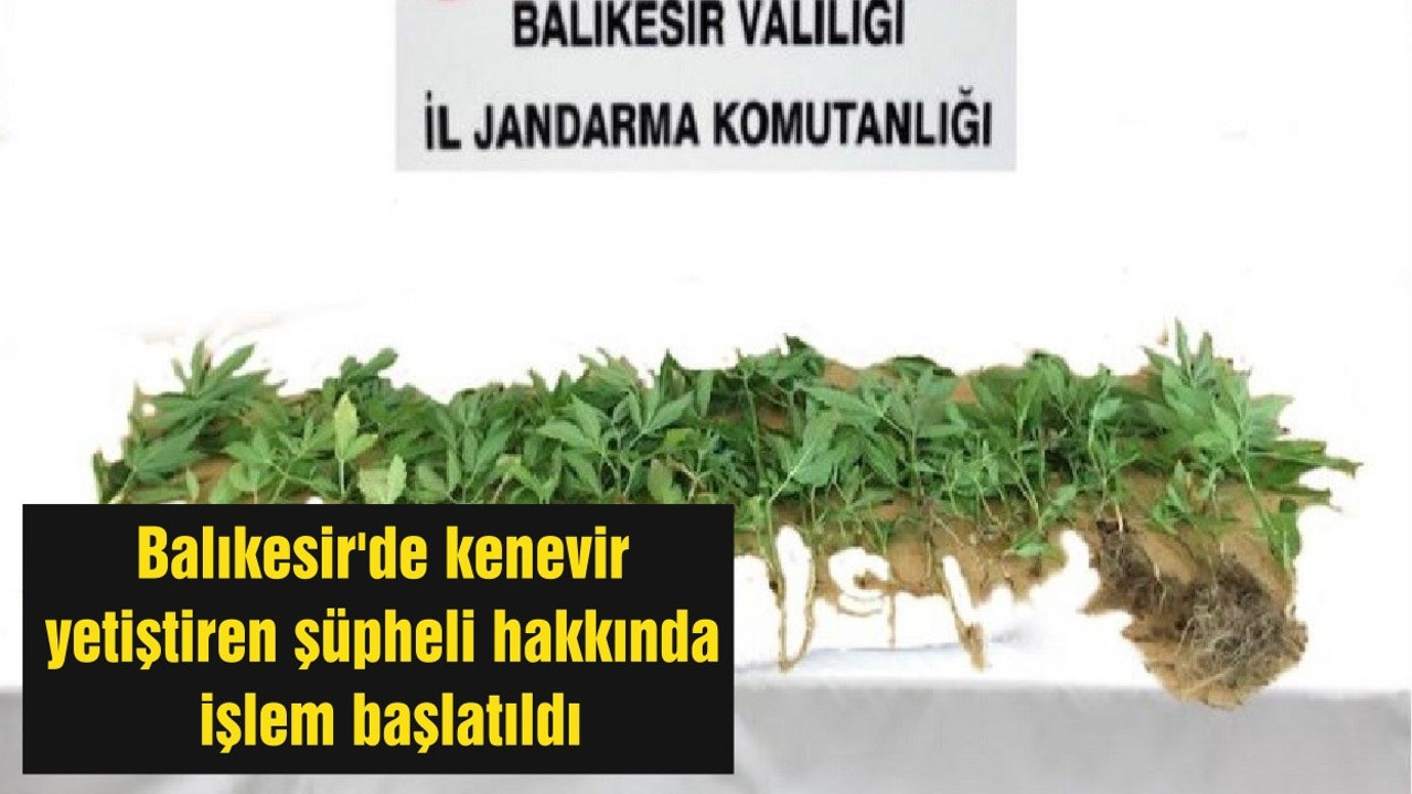 Balıkesir'de kenevir yetiştiren şüpheli hakkında işlem başlatıldı