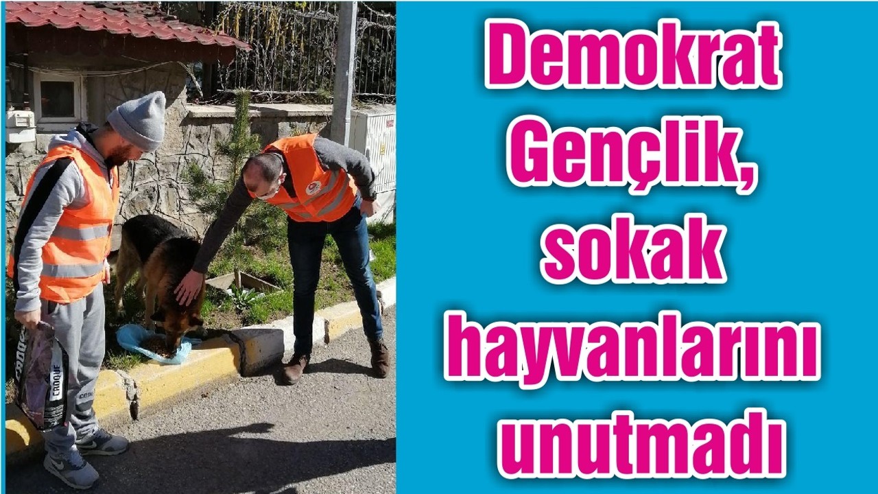 Demokrat Gençlik, sokak hayvanlarını unutmadı