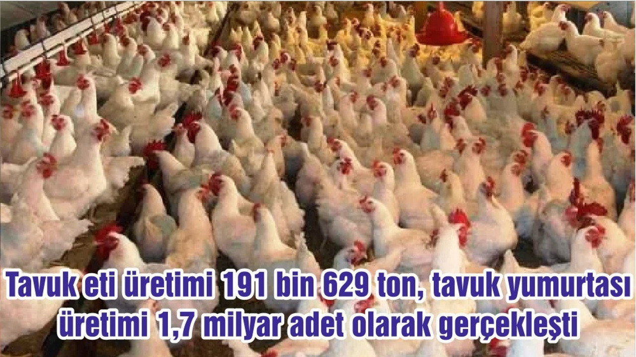 Tavuk eti üretimi 191 bin 629 ton, tavuk yumurtası üretimi 1,7 milyar adet olarak gerçekleşti
