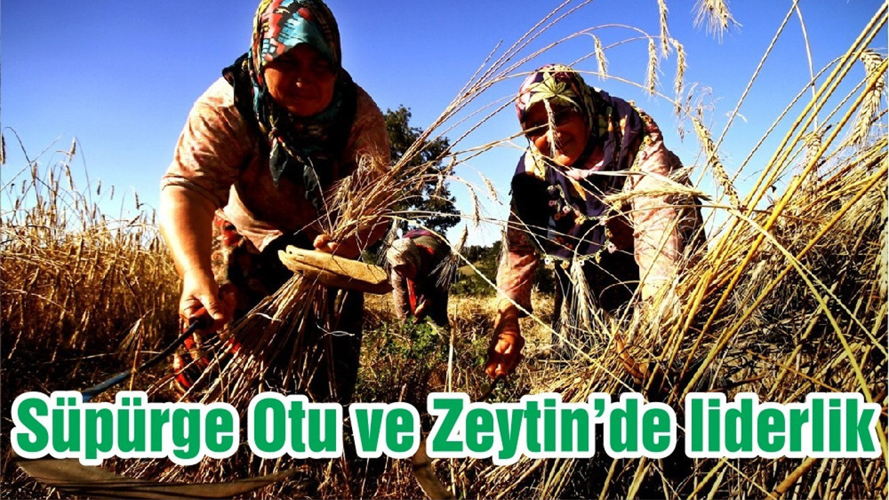 Süpürge Otu ve Zeytin’de liderlik