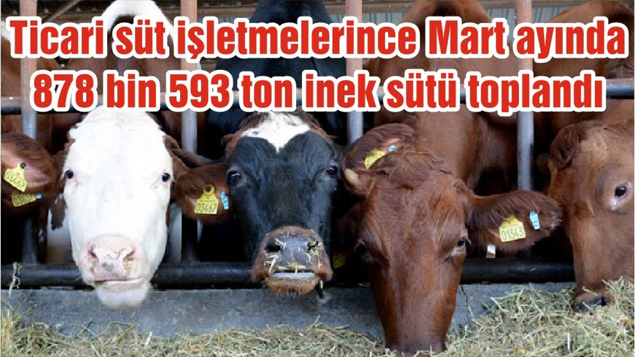 Ticari süt işletmelerince Mart ayında 878 bin 593 ton inek sütü toplandı