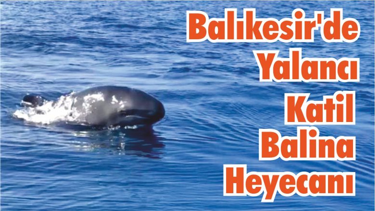 Balıkesir'de Yalancı Katil Balina Heyecanı