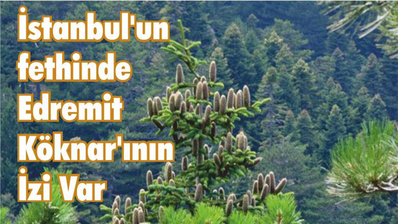 İstanbul’un fethinde Edremit Köknarının İzi Var