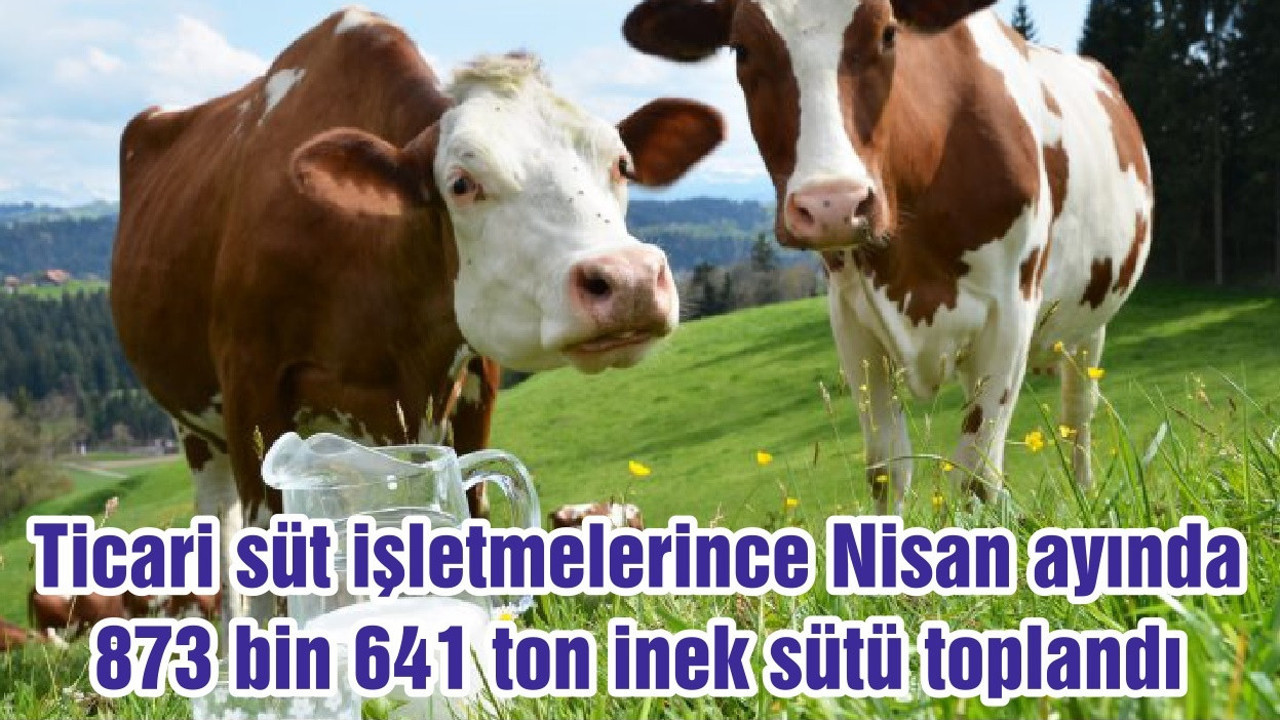 Ticari süt işletmelerince Nisan ayında 873 bin 641 ton inek sütü toplandı