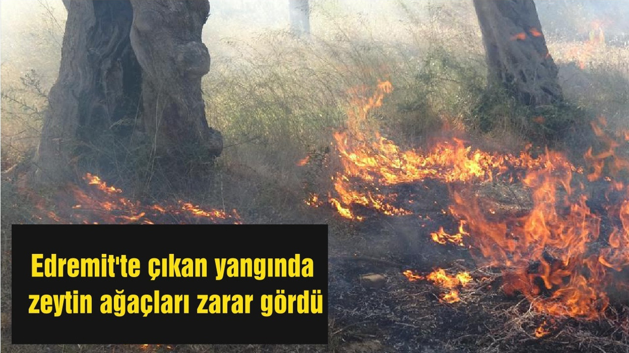 Edremit'te çıkan yangında zeytin ağaçları zarar gördü