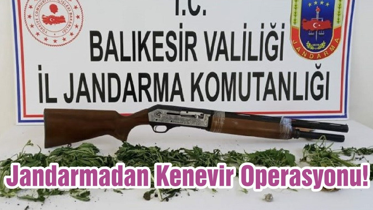 Jandarmadan Kenevir Operasyonu!