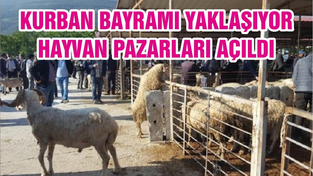 KURBAN BAYRAMI YAKLAŞIYOR HAYVAN PAZARLARI AÇILDI