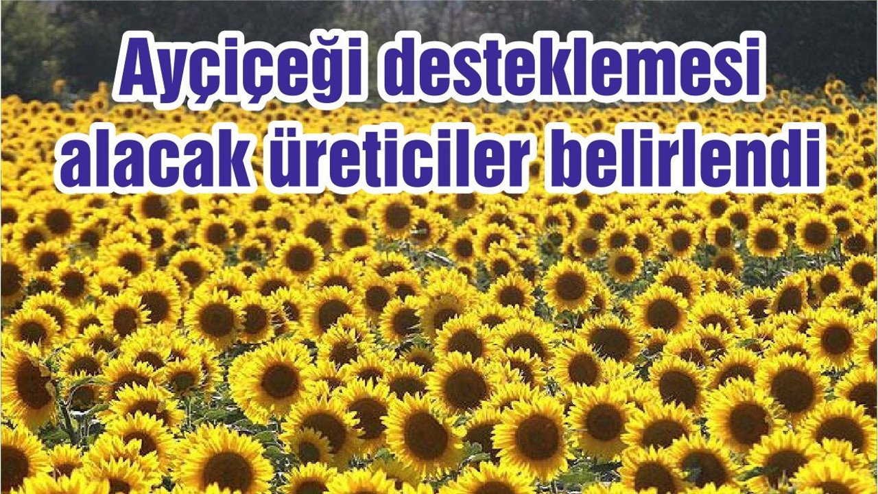 Ayçiçeği desteklemesi alacak üreticiler belirlendi