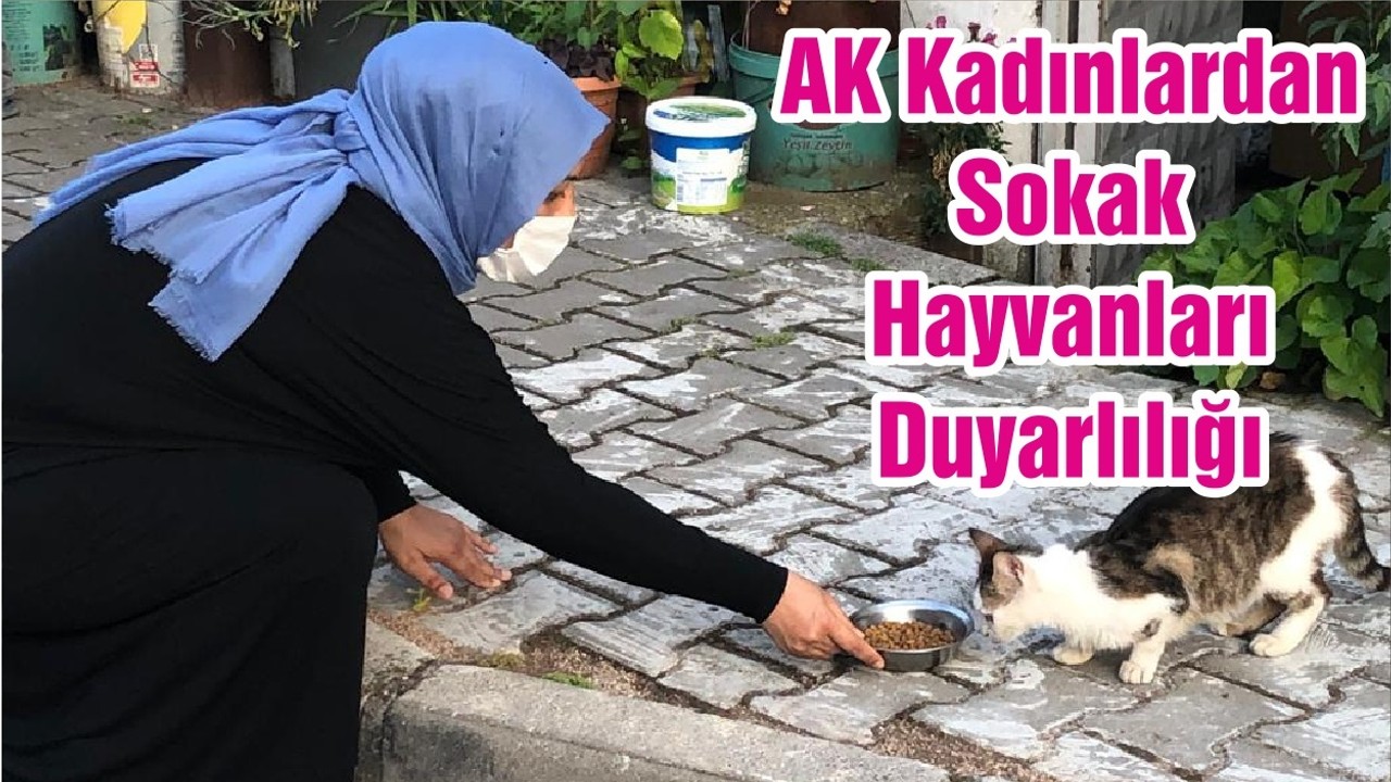 AK Kadınlardan Sokak Hayvanları Duyarlılığı