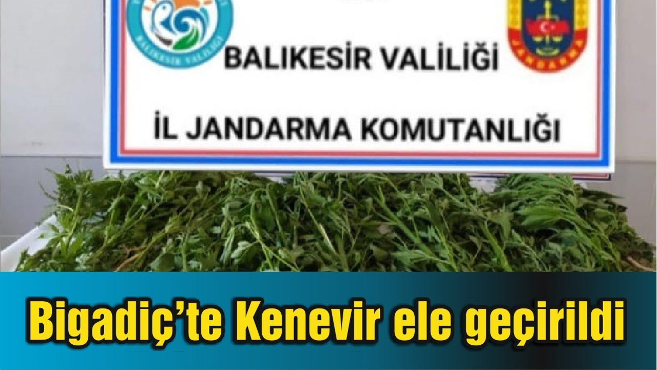 Bigadiç’te Kenevir Bitkisi Yetiştiren Bir Kişi Hakkında Adli İşlem Yapıldı