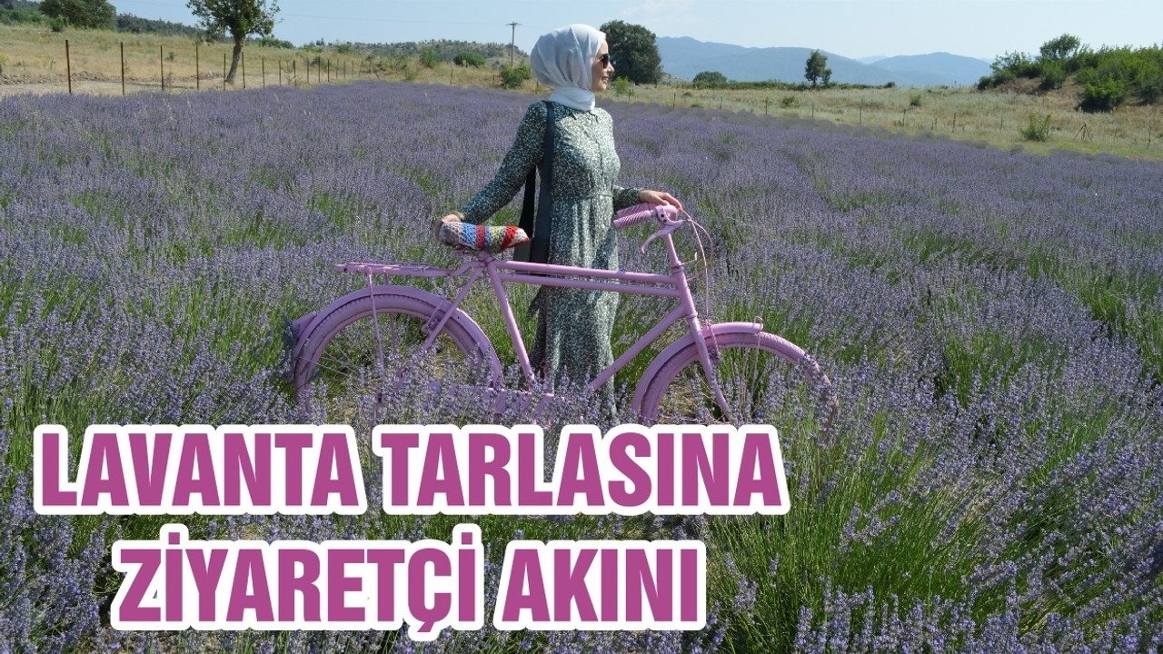 LAVANTA TARLASINA ZİYARETÇİ AKINI