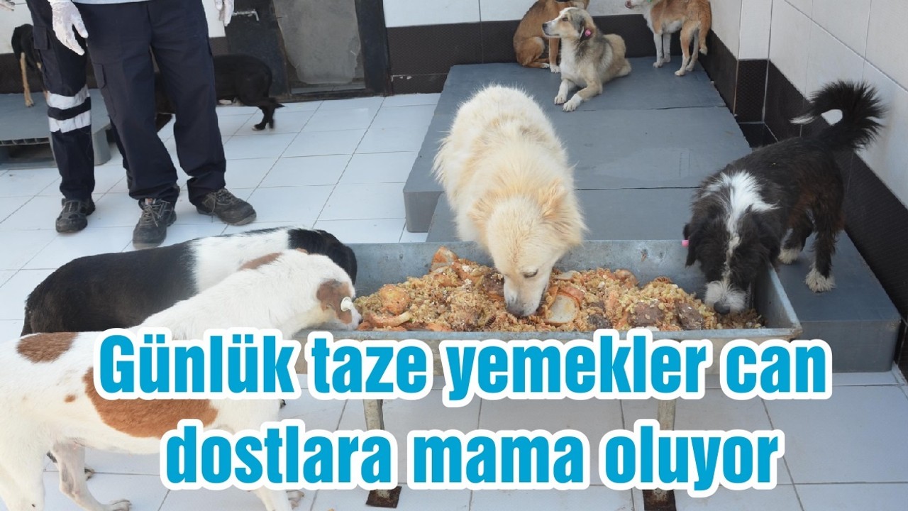 Günlük taze yemekler can dostlara mama oluyor
