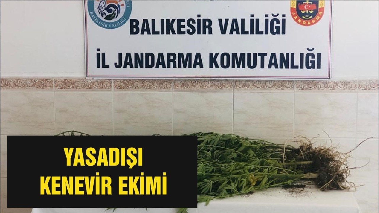 YASADIŞI KENEVİR EKİMİ