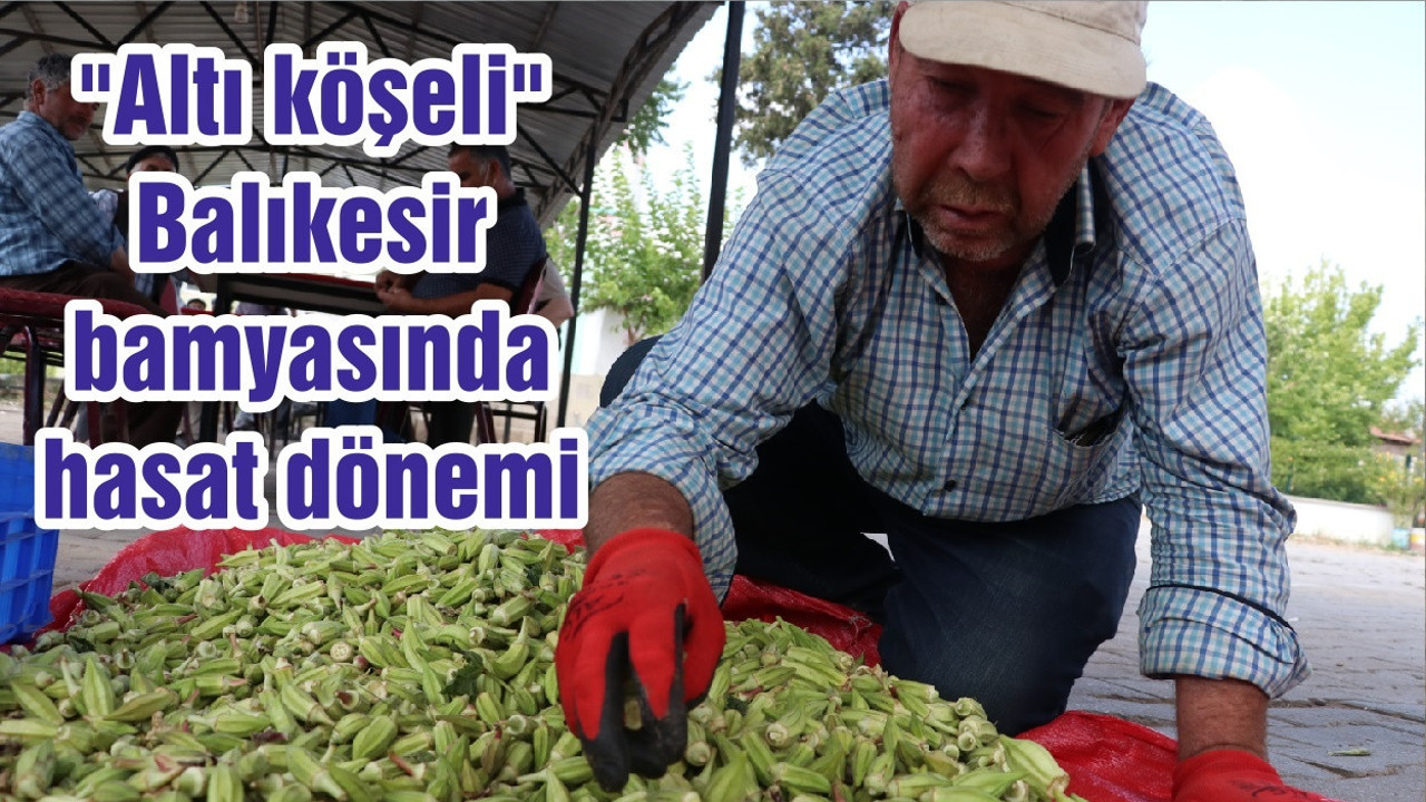 "Altı köşeli" Balıkesir bamyasında hasat dönemi