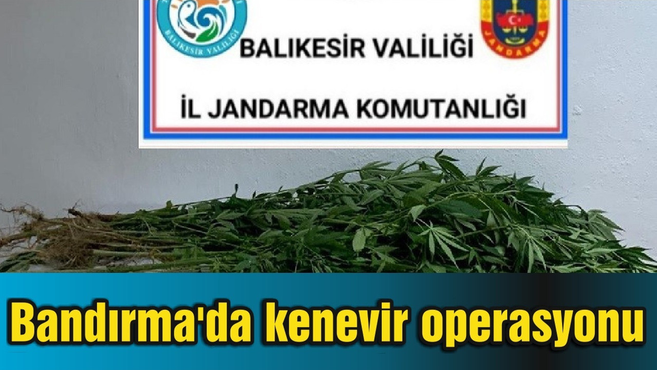 Bandırma'da kenevir operasyonu