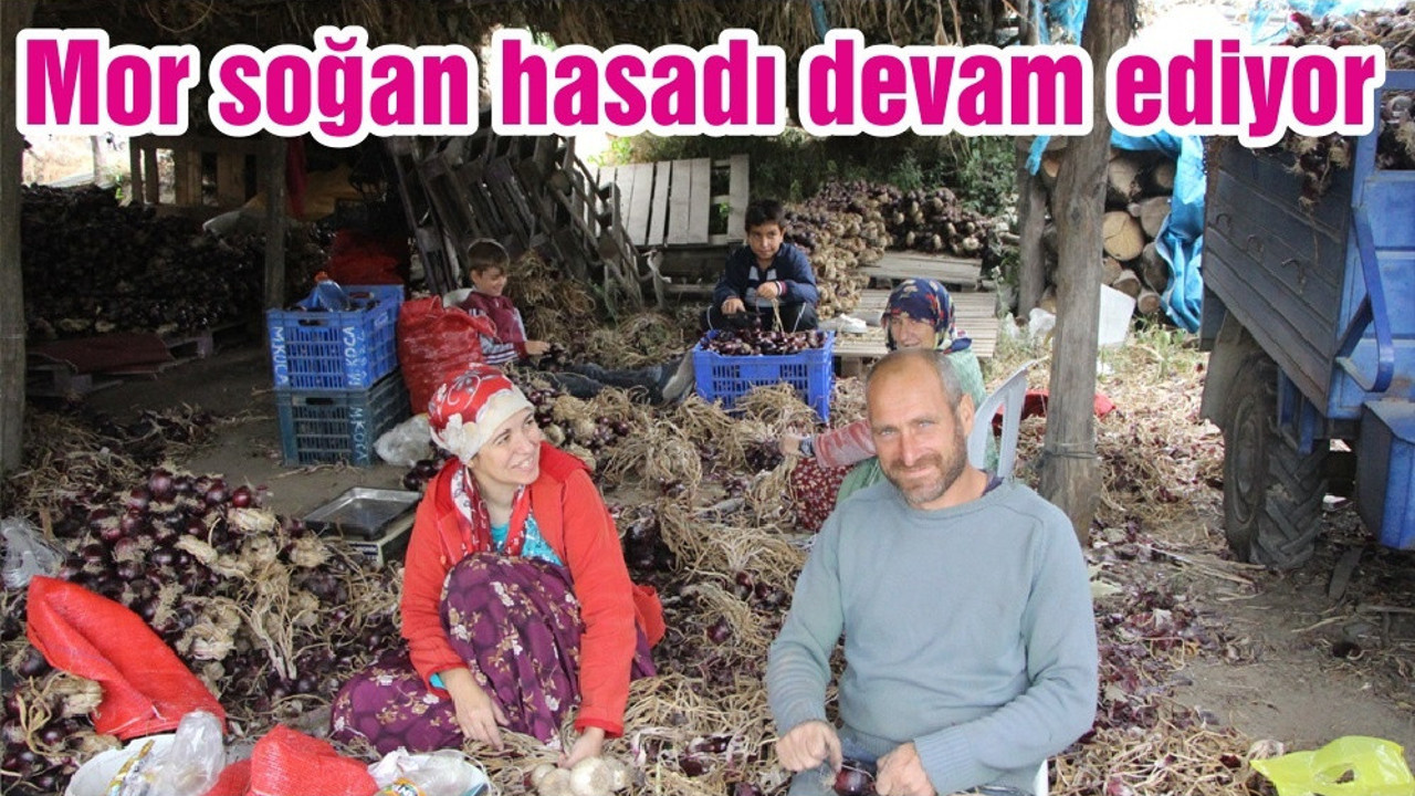 Mor soğan hasadı devam ediyor