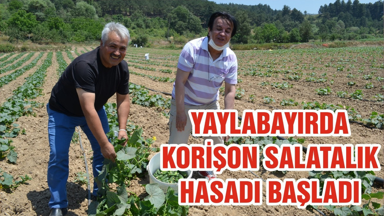 YAYLABAYIRDA KORİŞON SALATALIK HASADI BAŞLADI