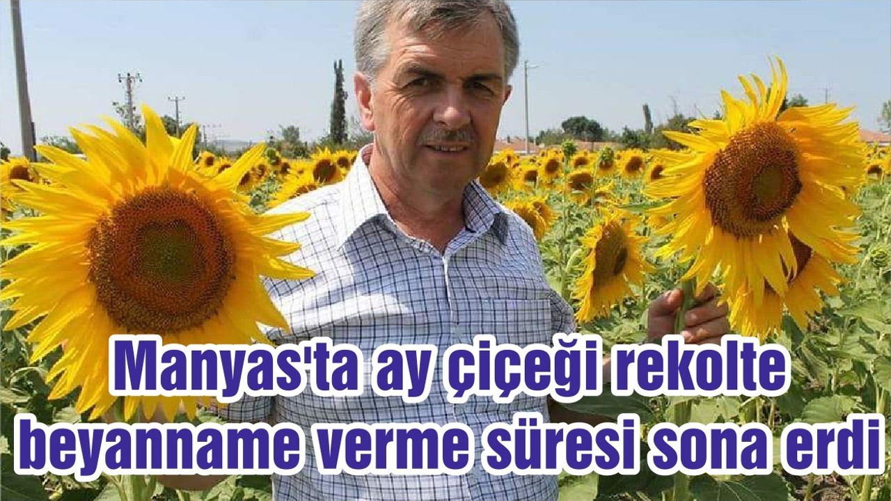 Manyas'ta ay çiçeği rekolte beyanname verme süresi sona erdi